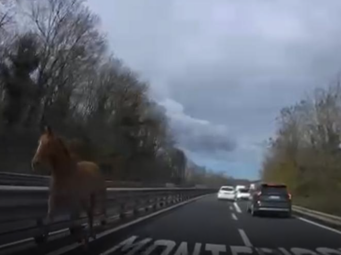 Cavallo “contromano” sulla superstrada, paura tra gli automobilisti
