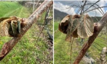 Il gelo brucia le coltivazioni in Toscana, l'allarme di Coldiretti