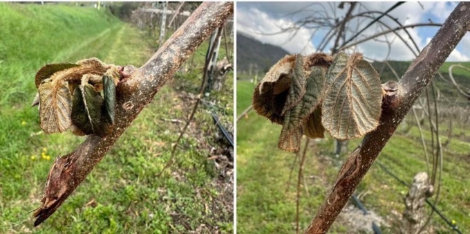 Il gelo brucia le coltivazioni in Toscana, l’allarme di Coldiretti