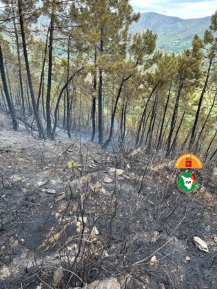 2 incendi nella pineta di Levante a Viareggio, ipotesi dolo
