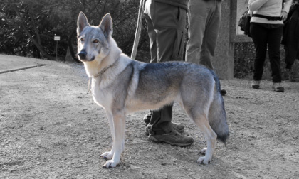 Abbandona il proprio cane, ma viene beccata dai carabinieri