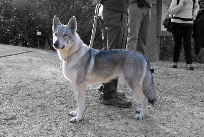 Abbandona il proprio cane, ma viene beccata dai carabinieri