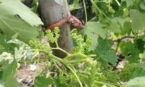 Maltempo: grandine sul Chianti fiorentino, gravi danni ai vigneti