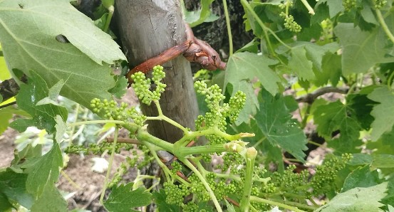 Maltempo: grandine sul Chianti fiorentino, gravi danni ai vigneti