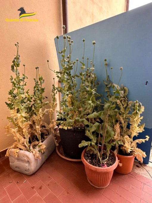 Gaiole in Chianti, coltivava un intero campo di papavero da oppio