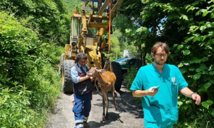 Una cerva recuperata in un pozzo a Sambuca Pistoiese