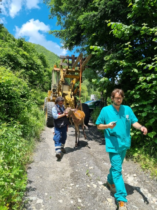 Una cerva recuperata in un pozzo a Sambuca Pistoiese