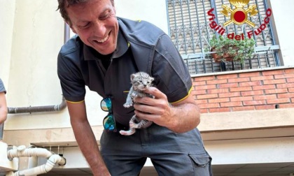 I Vigili del Fuoco salvano sei gattini intrappolati in una intercapedine