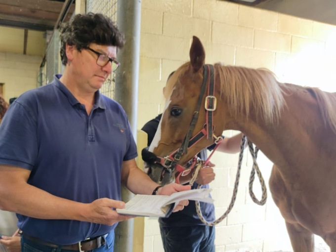 Veterinari al lavoro per scegliere i cavalli per il Palio di luglio