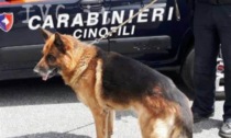 Duro colpo allo spaccio a Firenze: sequestrati oltre 300 grammi di droga tra le Cascine e i giardini della Fortezza