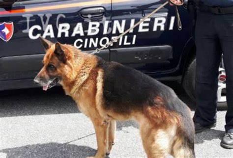 Inchiodati dal fiuto di Tami, cane antidroga fa arrestare due spacciatori