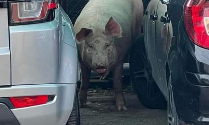 Un maiale finisce in mezzo al traffico, caos tra gli automobilisti