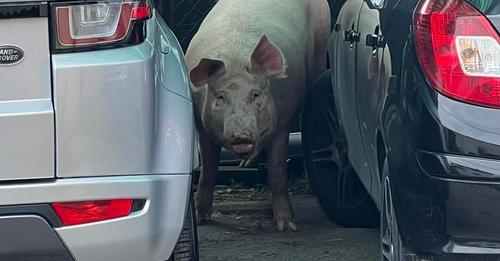 Un maiale finisce in mezzo al traffico, caos tra gli automobilisti