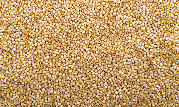La quinoa dell’Università di Firenze entra nel mercato alimentare
