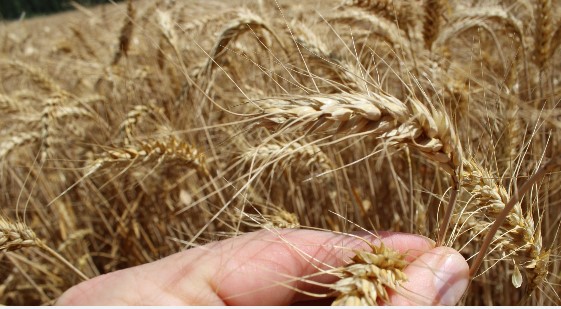 Grano: entra nel vivo la mietatura, ma la resa scende del 10%