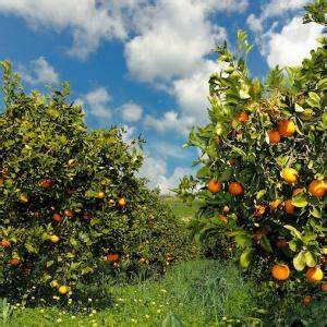 Agricoltura, Fedagripesca Toscana: “Serve moratoria sui mutui”
