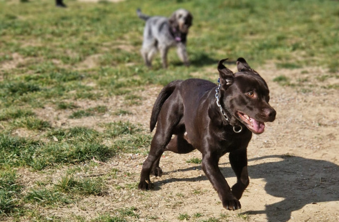Rischio incendi, vietato tenere cani alla catena