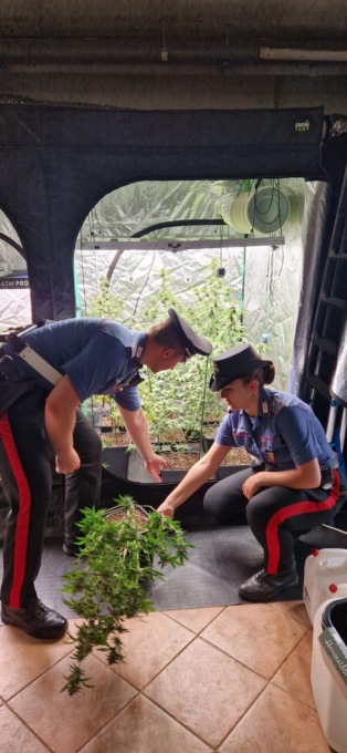 Insospettabile operaio sancascianese in casa nascondeva tre serre di marijuana