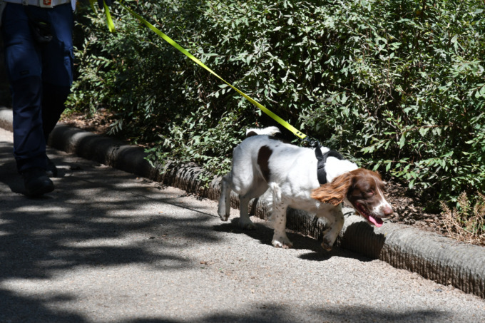 “Viola” in azione scova oltre 31 grammi di droga