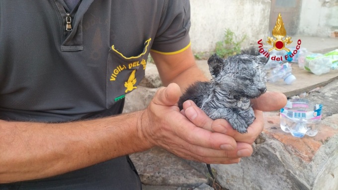 Salvato micetto nel rogo dell’ex mobilificio Becagli a Firenze