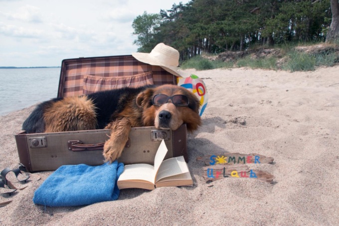 In vacanza coi fedeli amici a quattro zampe