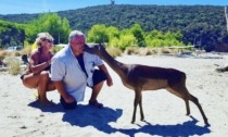 Calci contro un cerbiatto in spiaggia, il sindaco di Grosseto si mostra sui social baciandone uno