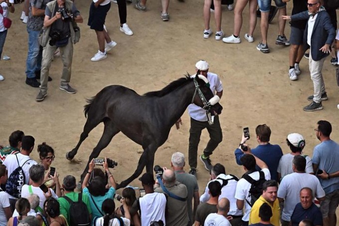 Palio di Siena, assegnati i cavalli alle 10 contrade