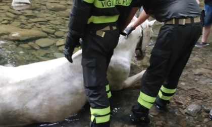 Cavallo ferito finisce nel torrente