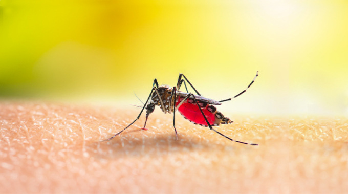 Campi Bisenzio, casi di Dengue: al via trattamenti straordinari contro la zanzara tigre