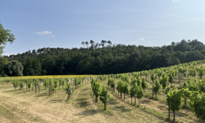 Riconversione e ristrutturazione vigneti: stanziati 17 milioni