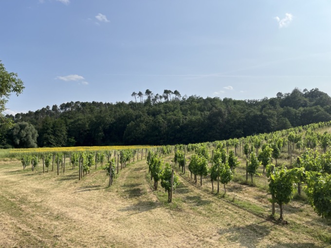 Riconversione e ristrutturazione vigneti: stanziati 17 milioni