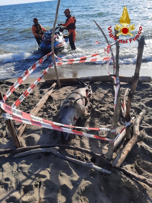 Delfino morto in spiaggia: era attaccato a una rete da pesca
