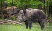 Carne di cinghiale e altra selvaggina per le persone più bisognose