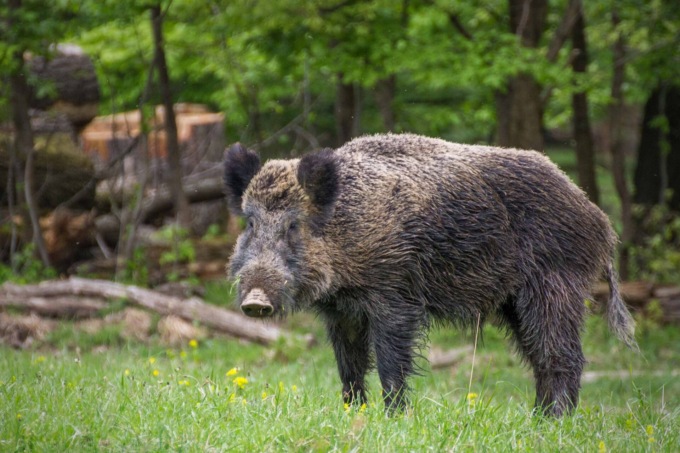 Carne di cinghiale e altra selvaggina per le persone più bisognose