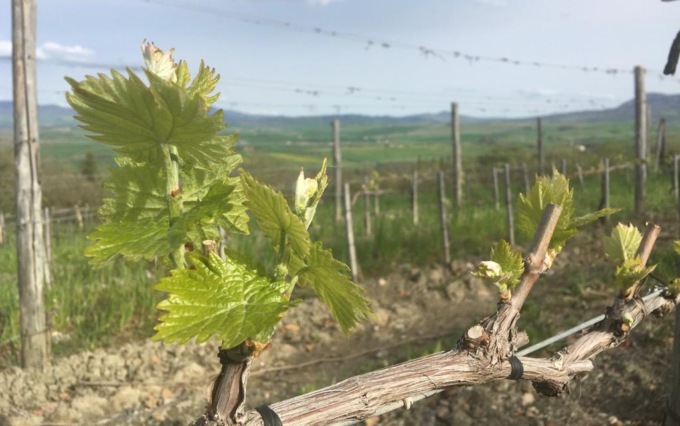 La Regione autorizza 859 viticoltori all’impianto di 620 ettari di nuovi vigneti