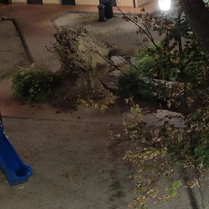 Grosso pino cade in piazza Ciompi. L’albero era stato controllato in estate