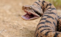 Piccola di cinque anni morsa da una vipera: corsa in ospedale