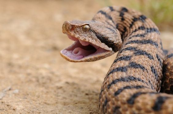 Piccola di cinque anni morsa da una vipera: corsa in ospedale