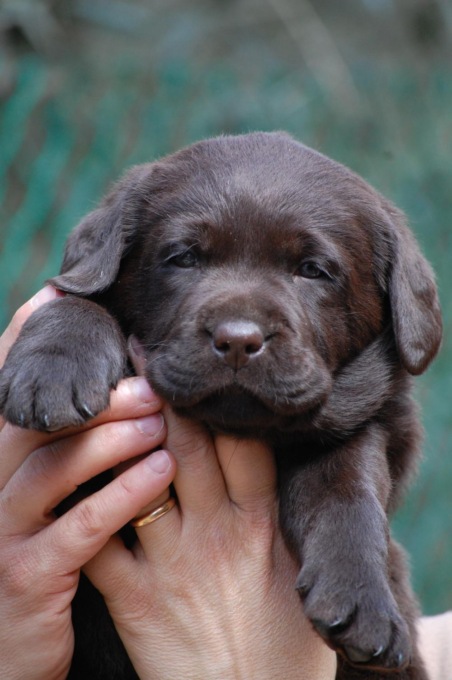 Il tuo cane può salvare una vita: ecco come farlo diventare un “donatore eroe” (gratis)