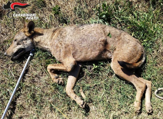 Lupo ferito da una tagliola: era sulle rive dell’Ombrone