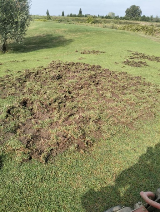 Cinghiali distruggono ettari di campi da golf: la rabbia