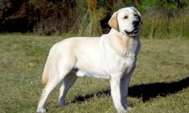 Vendeva cani di razza labrador ma era una truffa: «Il cucciolo morì poco dopo»