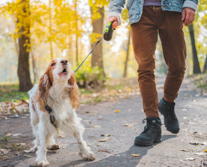 Scalcia i cani poi sferra un pugno al padrone 83enne: caccia all’aggressore