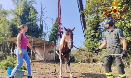 Cavallo cade per un malore e non si rialza, decisivo l'intervento dei soccorsi