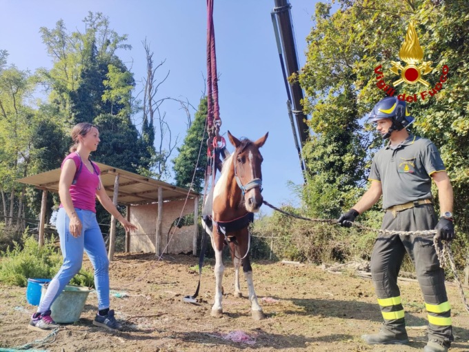 Cavallo cade per un malore e non si rialza, decisivo l’intervento dei soccorsi