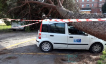 Pino caduto sull'auto dell'Asl Lucca: nessun ferito