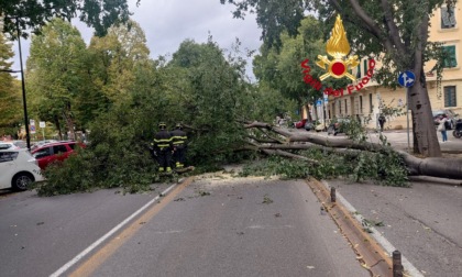 Crolla un albero in viale Giannotti, traffico in tilt ma nessun ferito