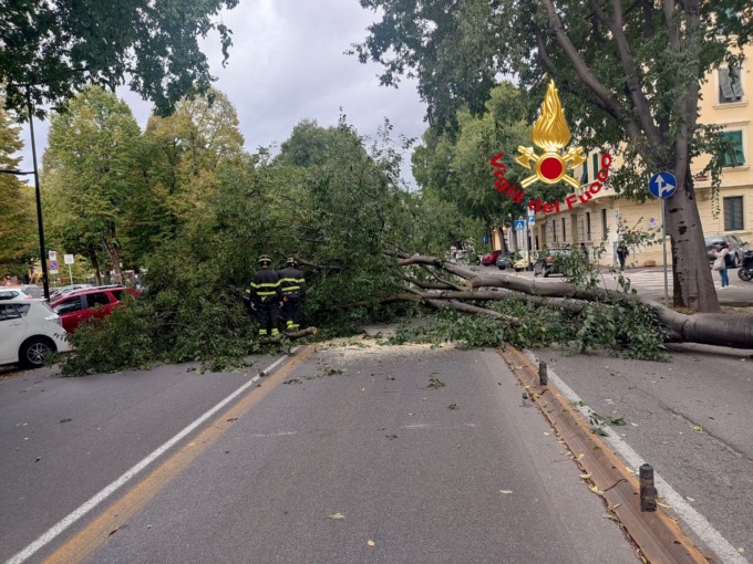 Crolla un albero in viale Giannotti, traffico in tilt ma nessun ferito