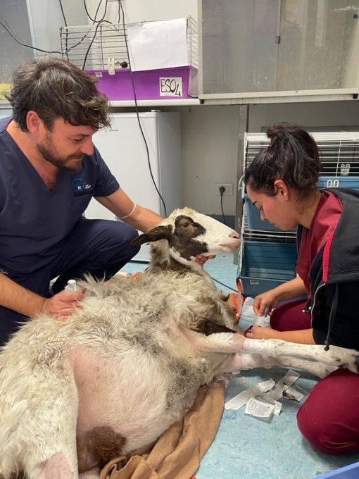 Nelle zone alluvionate c’è anche l’emergenza animali: salvate pecore e pastori maremmani