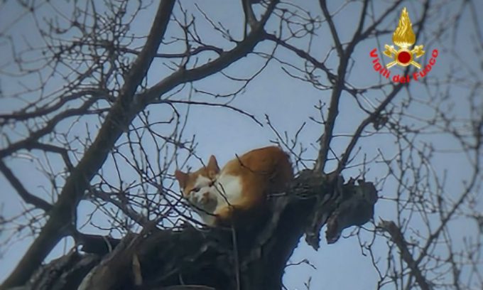 gatto-bloccato-su-pianta-da-due-settimane